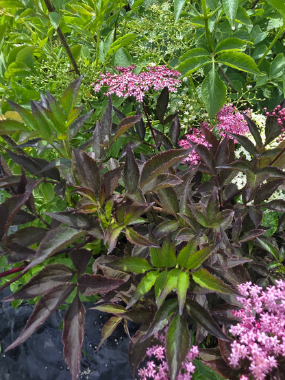 Schwarzer Holunder 'Black Beauty' ® - Sambucus nigra 'Black Beauty' ®