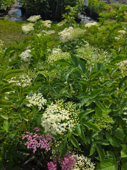Schwarzer Holunder - Sambucus nigra
