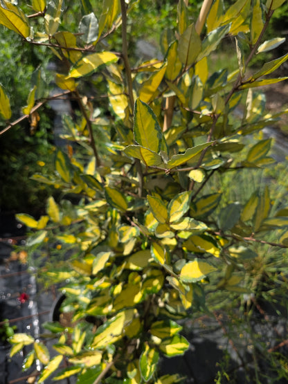 Buntlaubige Ölweide - Elaeagnus pungens 'Maculata'