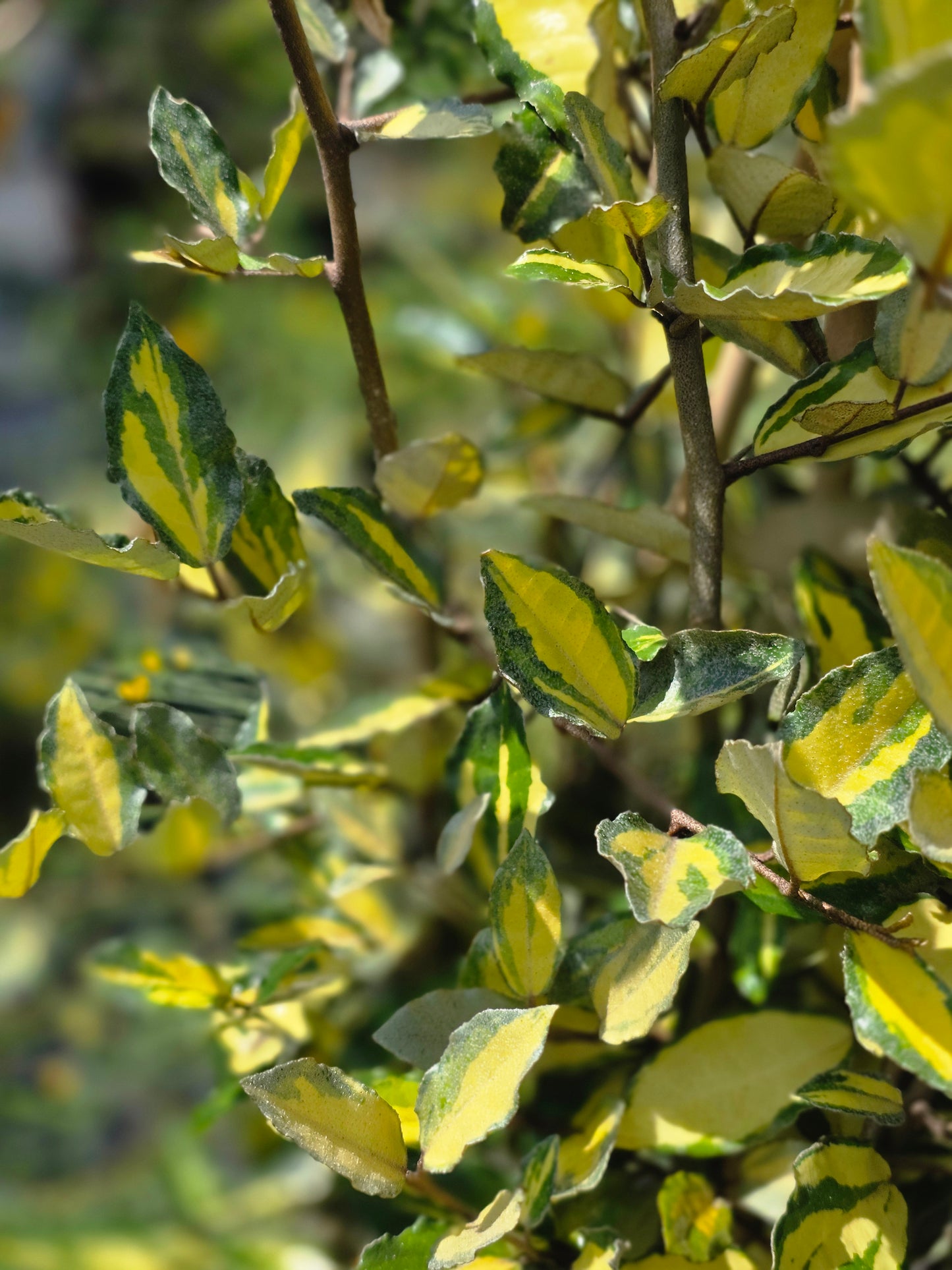 Buntlaubige Ölweide - Elaeagnus pungens 'Maculata'