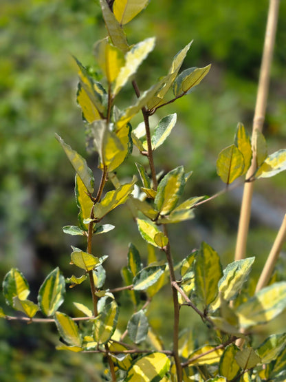 Buntlaubige Ölweide - Elaeagnus pungens 'Maculata'
