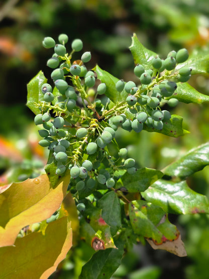Gewöhnliche Mahonie - Mahonia aquifolium