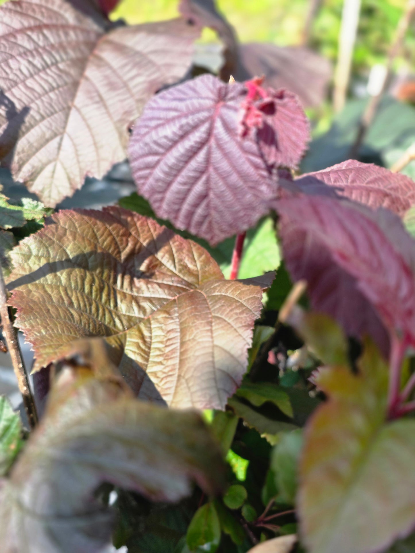Bluthasel - Corylus maxima 'Purpurea'