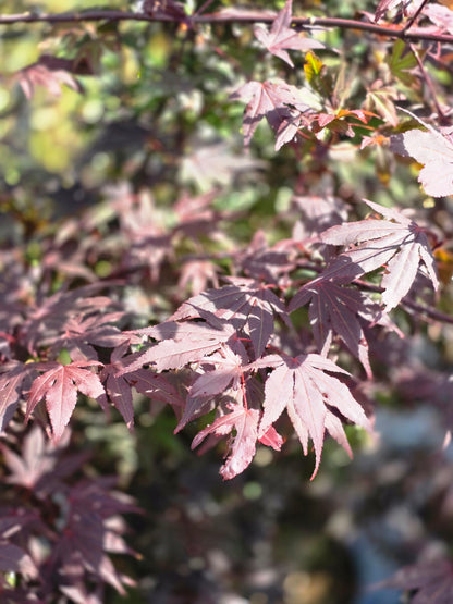 Roter Fächerahorn 'Bloodgood' - Acer palmatum 'Bloodgood'