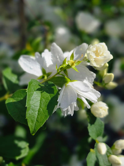 Gefüllter Gartenjasmin 'Schneesturm' - Philadelphus 'Schneesturm'