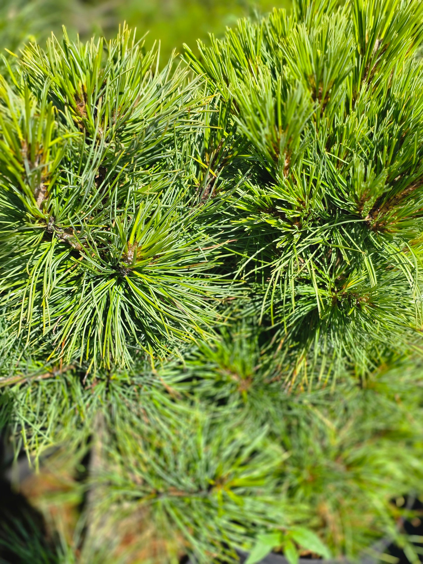 Zirbelkiefer - Pinus cembra