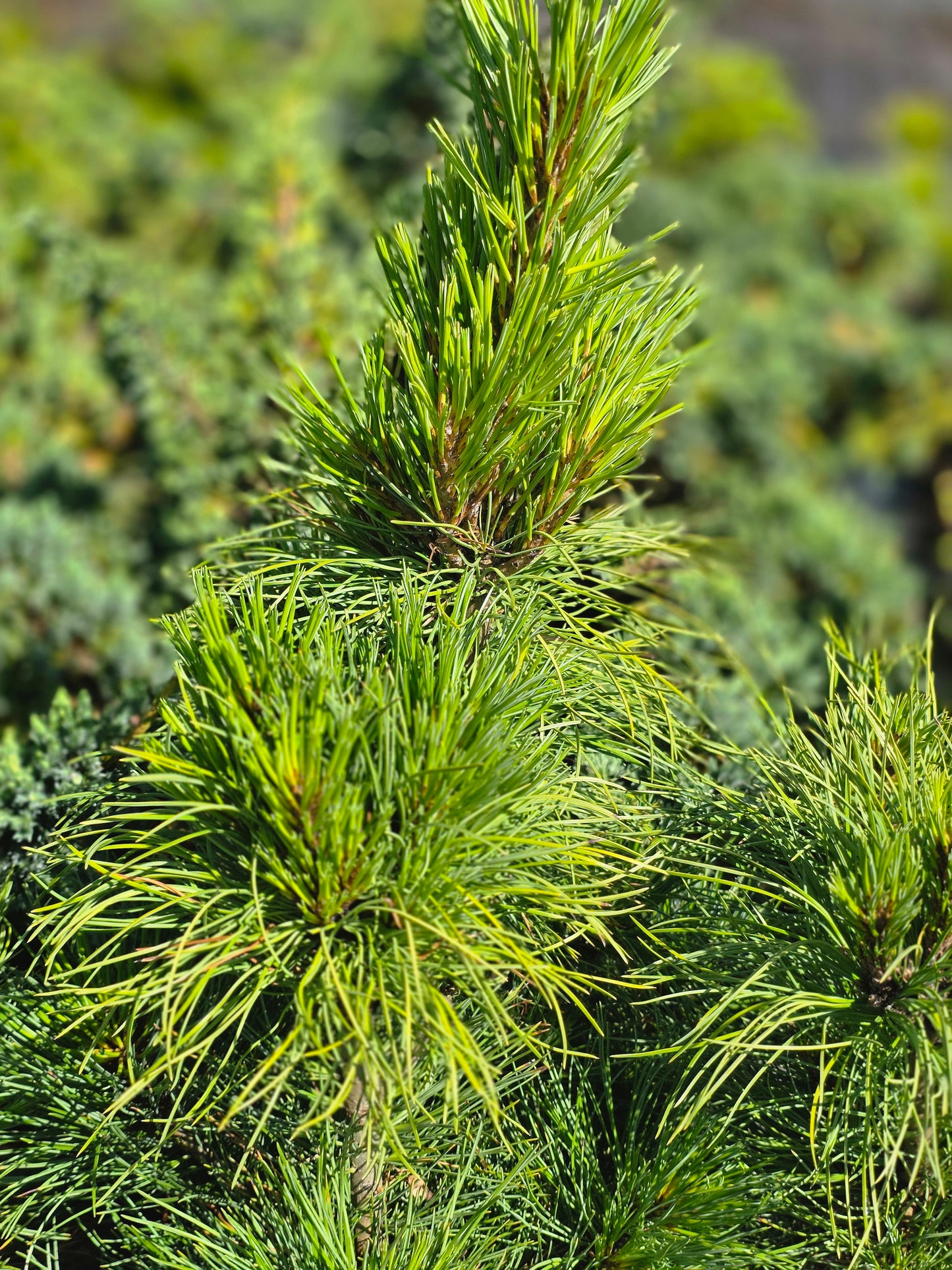 Zirbelkiefer - Pinus cembra