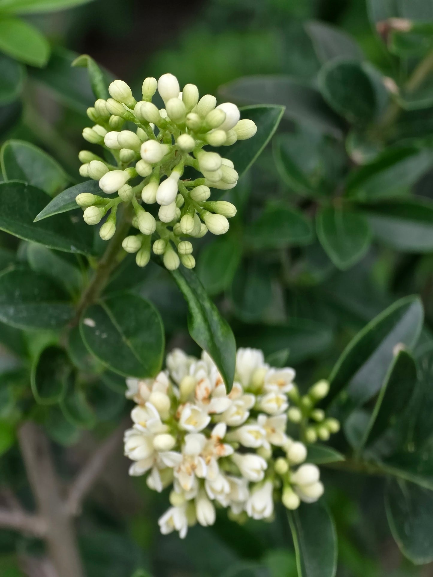Gemeiner Liguster - Ligustrum vulgare