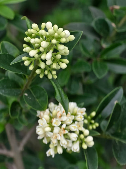 Gemeiner Liguster - Ligustrum vulgare