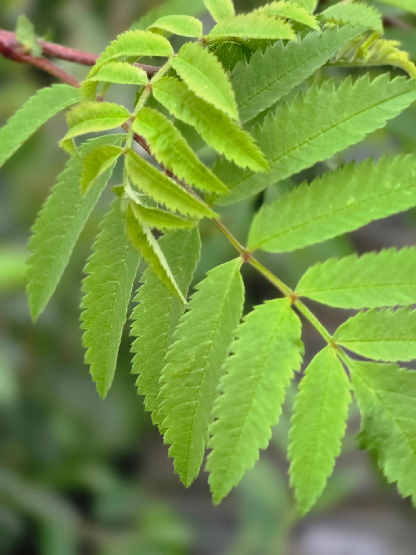 Gewöhnliche Eberesche / Vogelbeere - Sorbus aucuparia