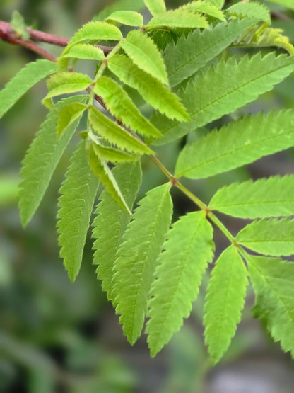 Gewöhnliche Eberesche / Vogelbeere - Sorbus aucuparia
