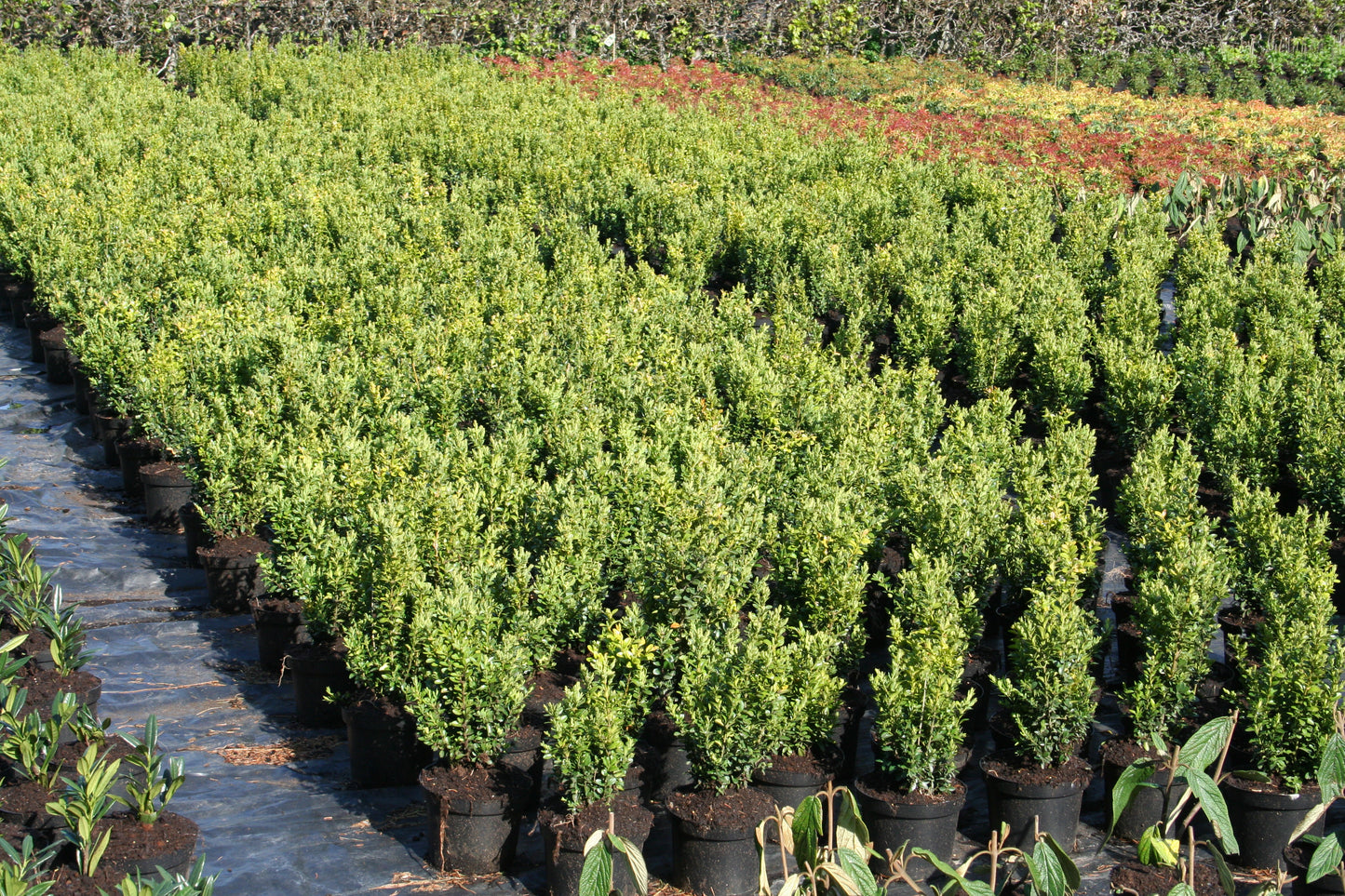 Buchsbaum / Heckenbuchs - Buxus sempervirens var.arborescens