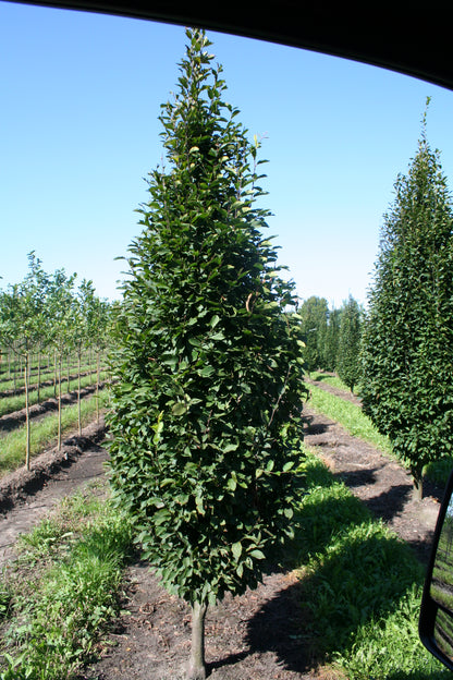 Hainbuche 'Fastigiata' / Pyramiden-Weißbuche - Carpinus betulus 'Fastigiata'