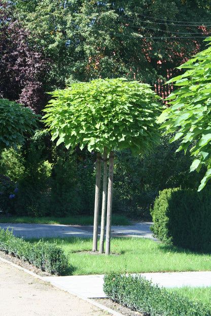 Kugel-Trompetenbaum 'Nana' - Catalpa bignonioides 'Nana'