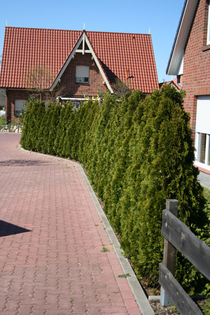 Lebensbaum 'Smaragd' - Thuja occidentalis 'Smaragd'