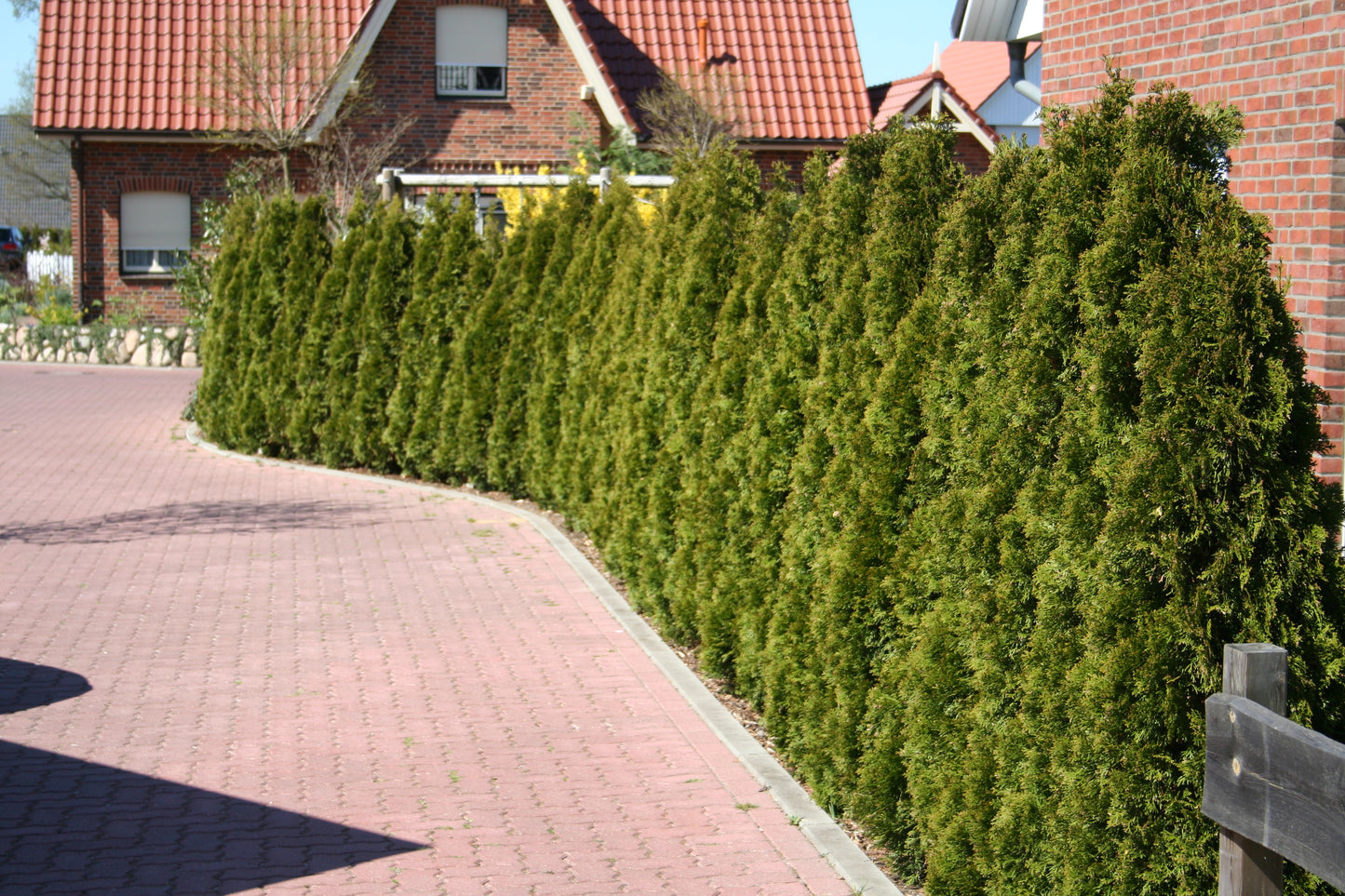 Lebensbaum 'Smaragd' - Thuja occidentalis 'Smaragd'