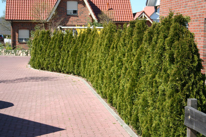 Lebensbaum 'Smaragd' - Thuja occidentalis 'Smaragd'