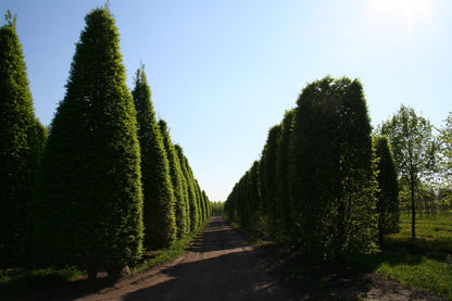 Hainbuche 'Fastigiata' / Pyramiden-Weißbuche - Carpinus betulus 'Fastigiata'