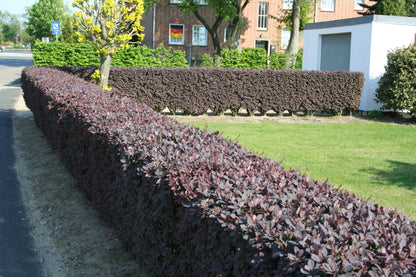 Große Blutberberitze 'Superba' - Berberis ottawensis 'Superba'