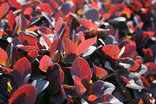 Große Blutberberitze 'Superba' - Berberis ottawensis 'Superba'
