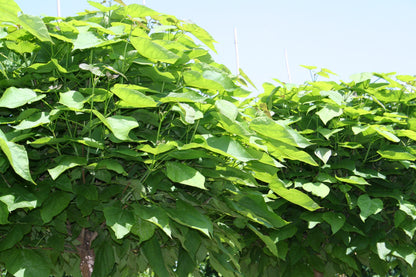 Kugel-Trompetenbaum 'Nana' - Catalpa bignonioides 'Nana'