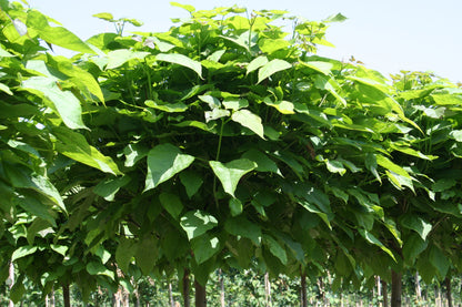 Kugel-Trompetenbaum 'Nana' - Catalpa bignonioides 'Nana'