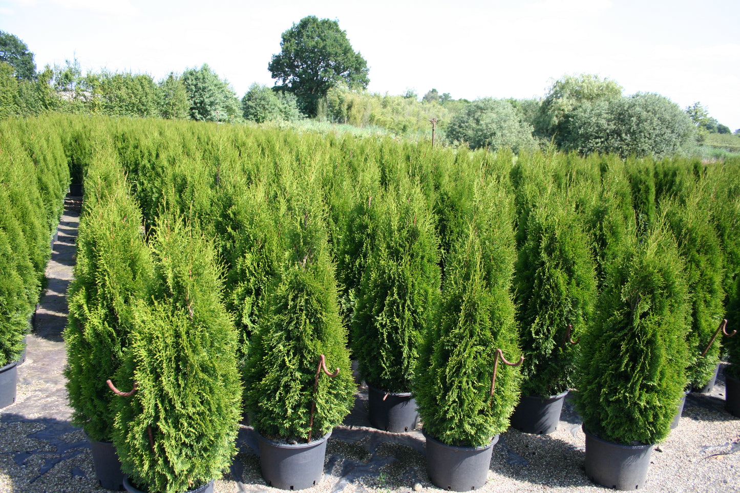 Lebensbaum 'Smaragd' - Thuja occidentalis 'Smaragd'