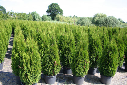 Lebensbaum 'Smaragd' - Thuja occidentalis 'Smaragd'