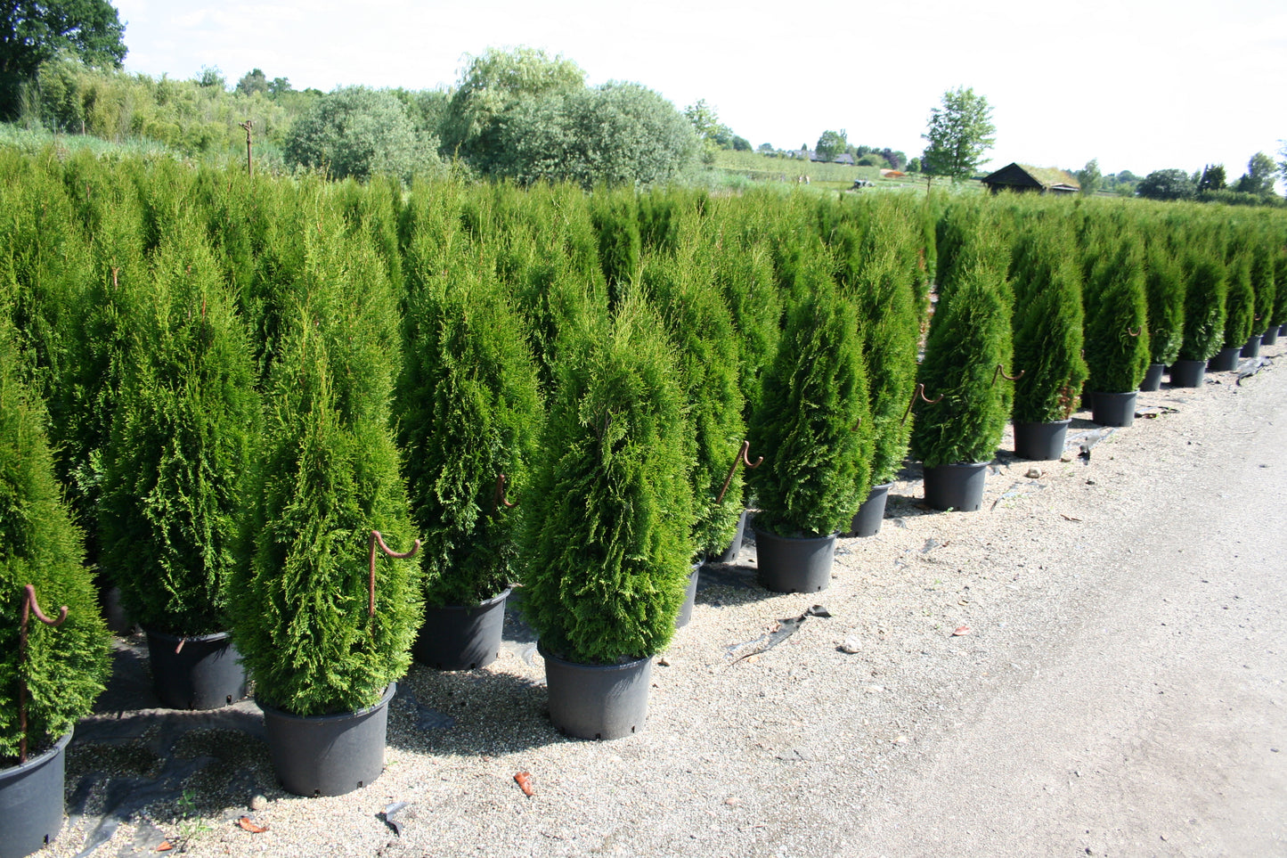 Lebensbaum 'Smaragd' - Thuja occidentalis 'Smaragd'