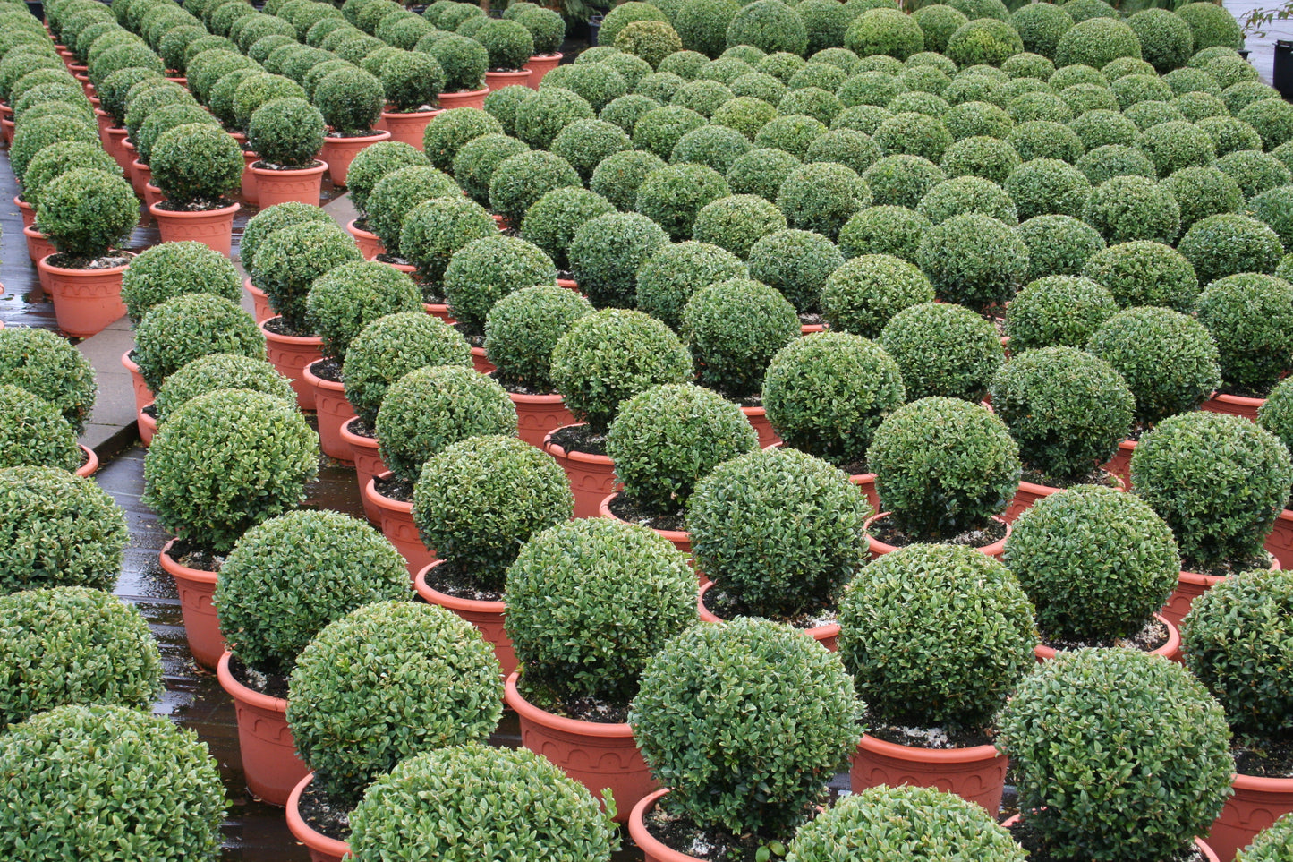 Buchsbaum / Heckenbuchs - Buxus sempervirens var.arborescens