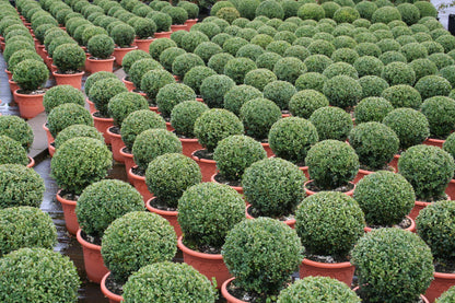 Buchsbaum / Heckenbuchs - Buxus sempervirens var.arborescens