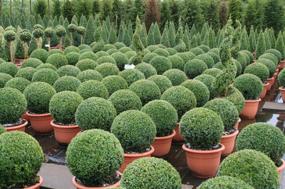 Buchsbaum / Heckenbuchs - Buxus sempervirens var.arborescens