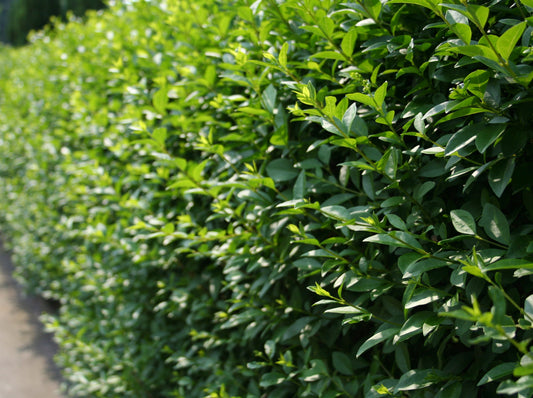 Wintergrüne Ligusterhecke