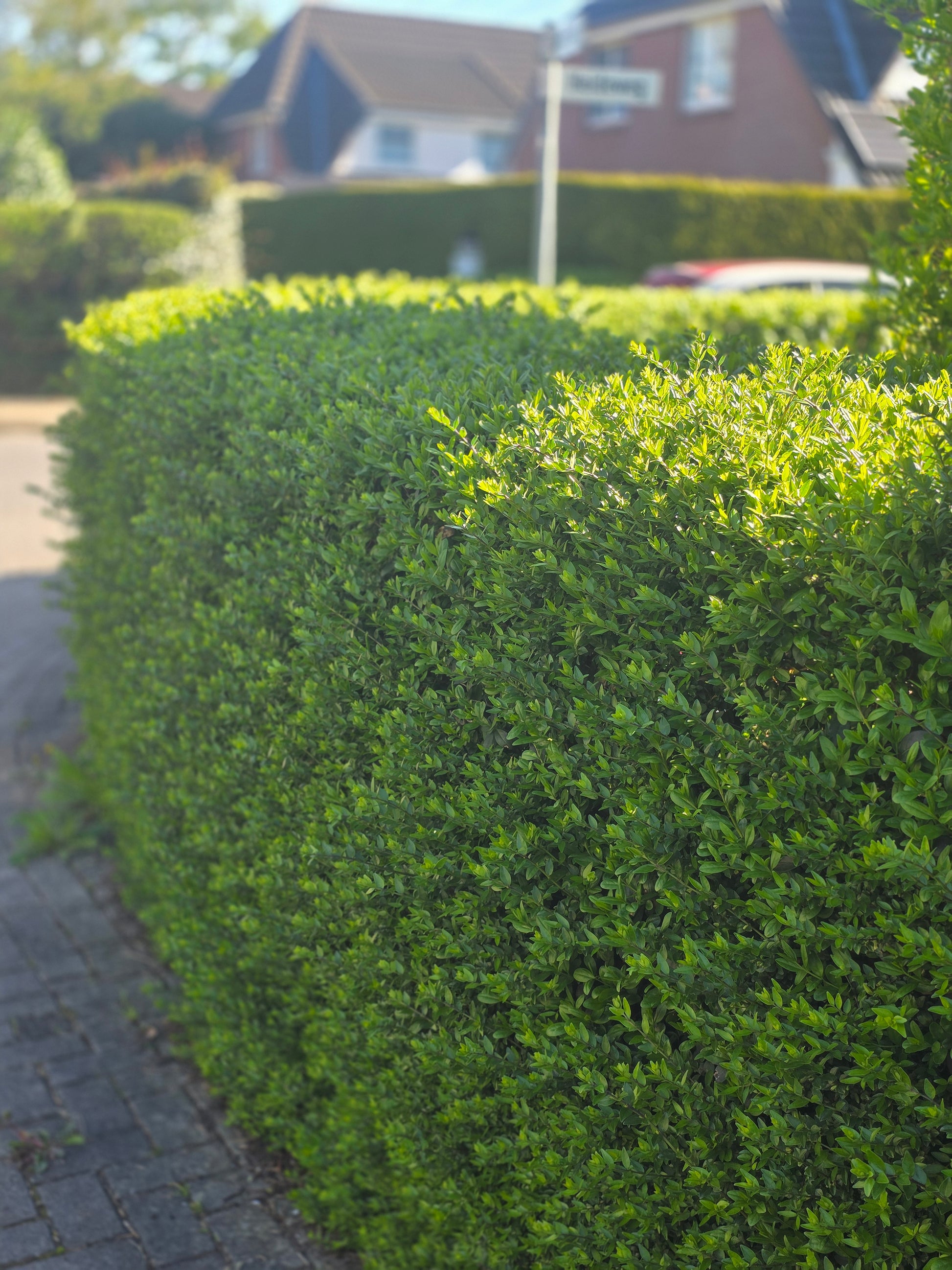 Ligusterhecke