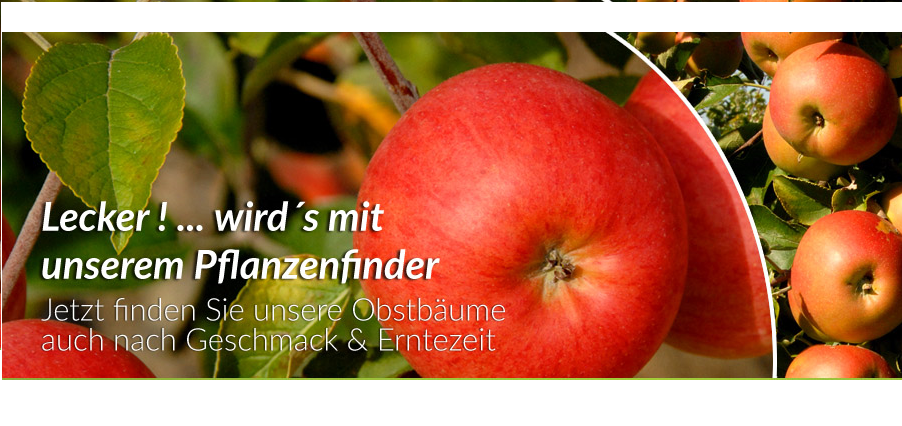 Obstbäume aus der Baumschule