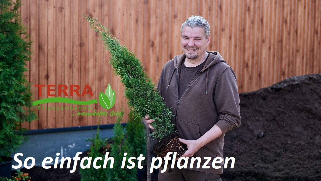 Video laden: So einfach ist pflanzen