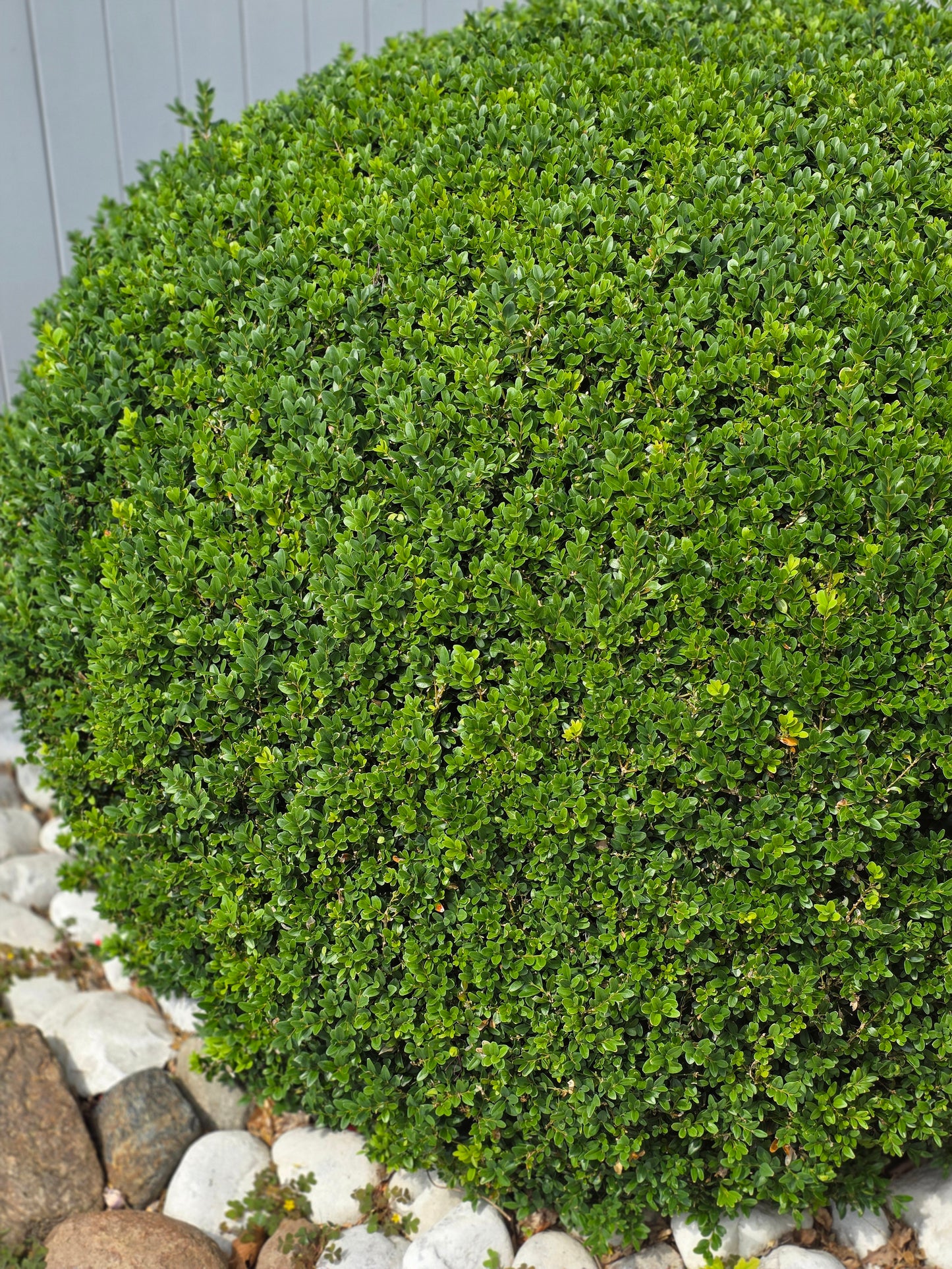 Buchsbaum / Heckenbuchs - Buxus sempervirens var.arborescens