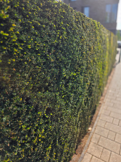 Heimische Eibe - Taxus baccata