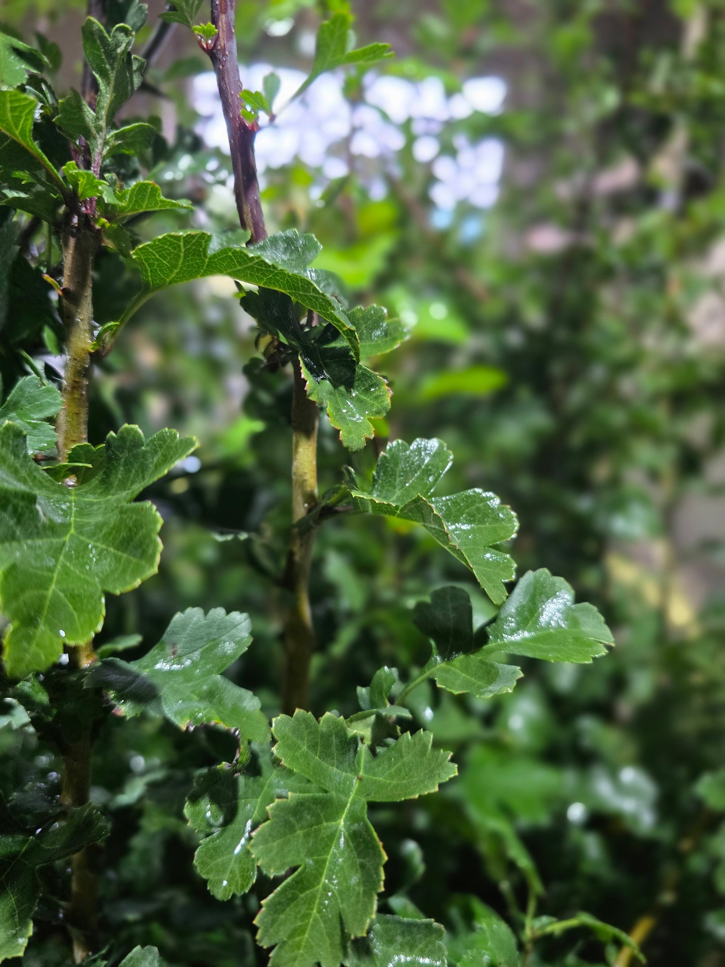 Eingriffliger Weißdorn VgU - Crataegus monogyna VgU
