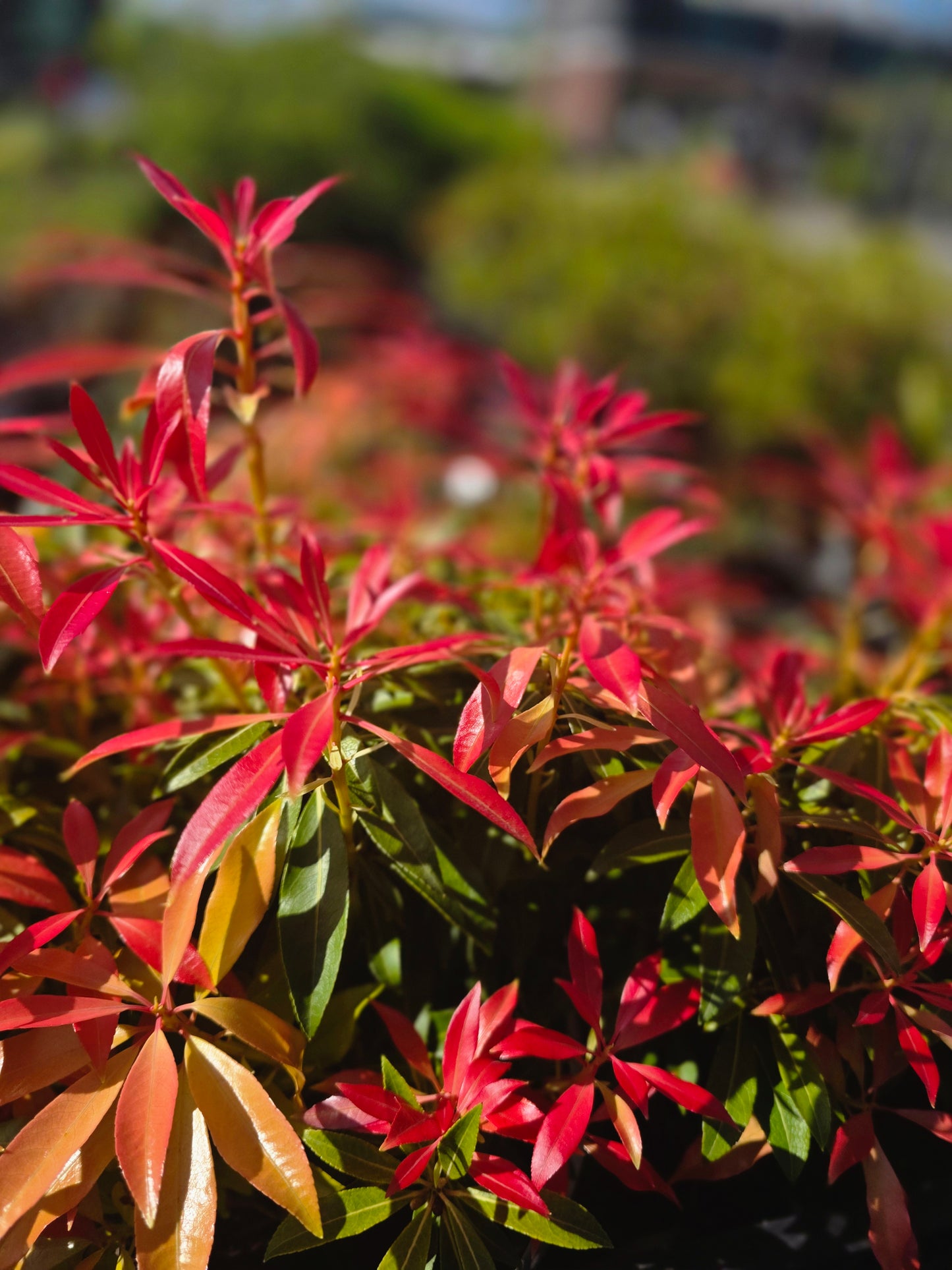 Schattenglöckchen 'Forest Flame' - Pieris japonica 'Forest Flame'