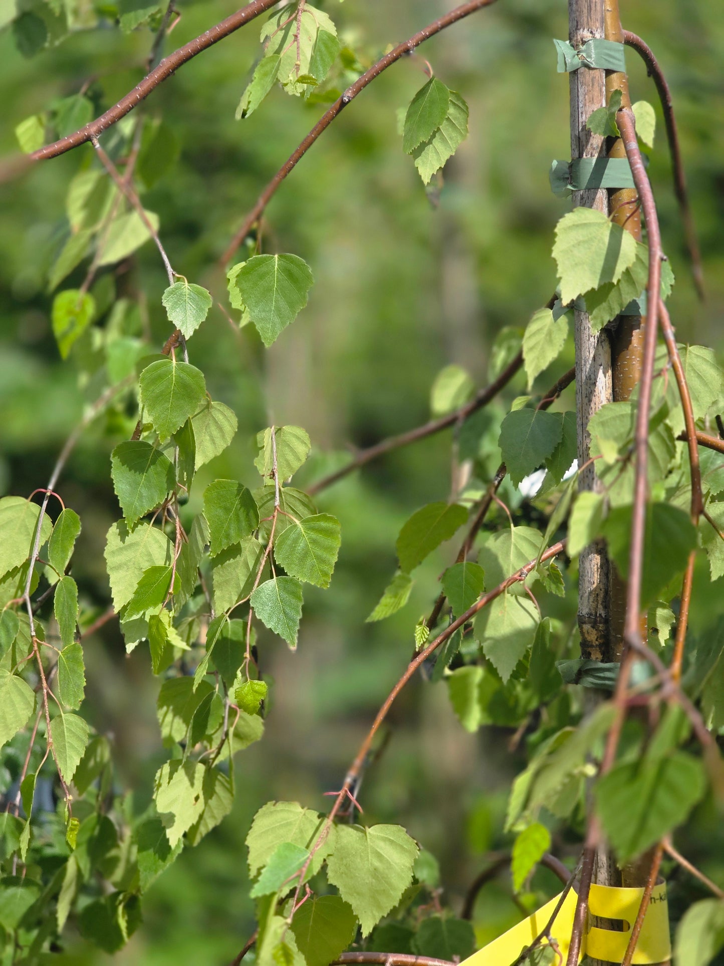 Trauerbirke - Betula pendula 'Youngii'
