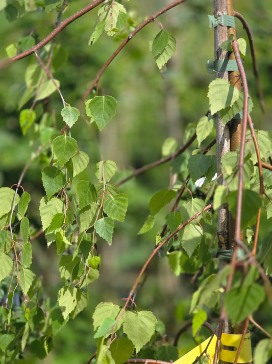 Trauerbirke - Betula pendula 'Youngii'