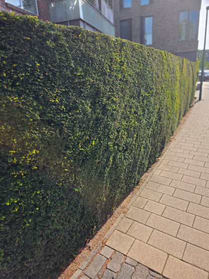 Heimische Eibe - Taxus baccata