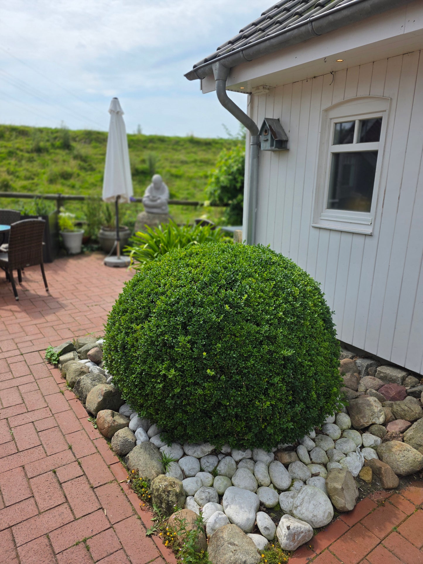 Buchsbaum / Heckenbuchs - Buxus sempervirens var.arborescens