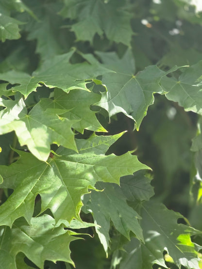 Spitzahorn - Acer platanoides