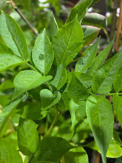 Schwarzer Holunder - Sambucus nigra