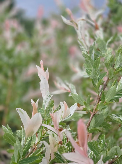 Zierweide 'Hakuro Nishiki' / Harlekinweide - Salix integra 'Hakuro Nishiki'