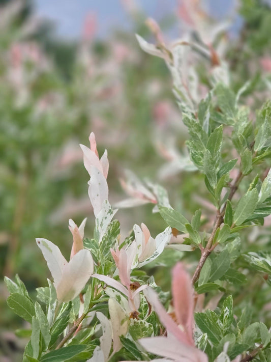 Zierweide 'Hakuro Nishiki' / Harlekinweide - Salix integra 'Hakuro Nishiki'