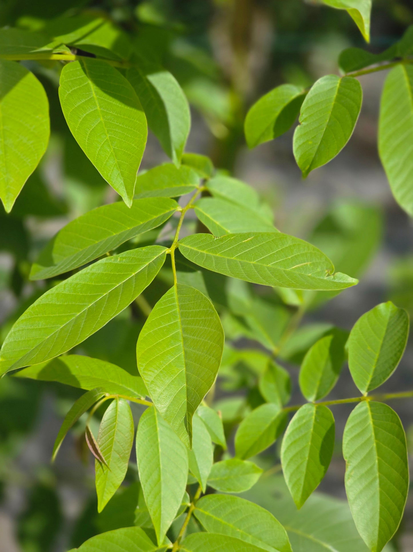 Echte Walnuss - Juglans regia