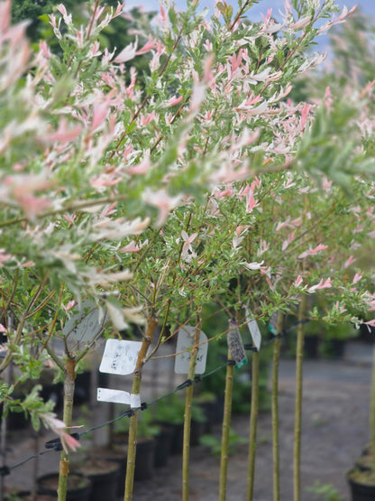Zierweide 'Hakuro Nishiki' / Harlekinweide - Salix integra 'Hakuro Nishiki'